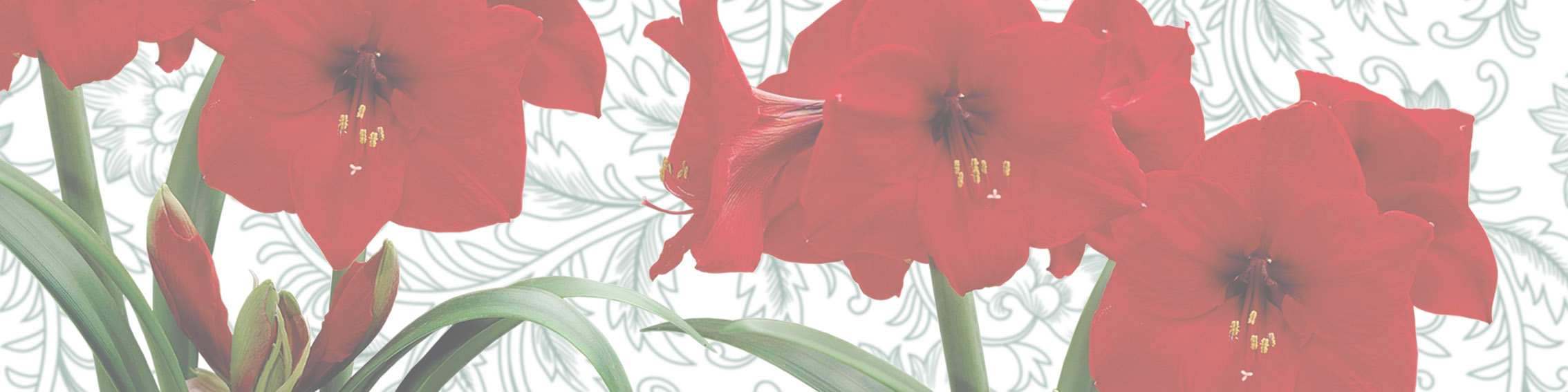 Amaryllis slide